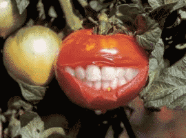 animated-tomato-image-0011