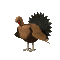 animated-turkey-image-0003