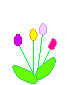 animated-tulip-image-0012
