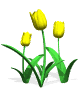 animated-tulip-image-0014