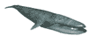 animated-whale-image-0004