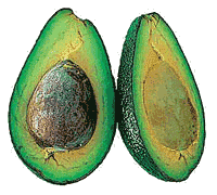 animated-avocado-image-0008