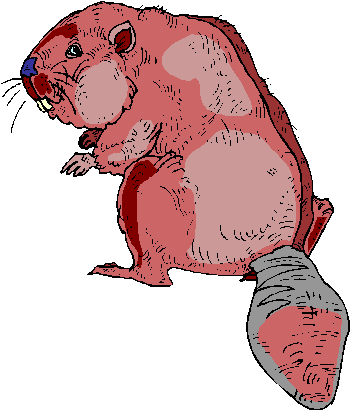 animated-beaver-image-0037