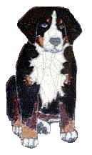 animated-bernese-mountain-dog-image-0041