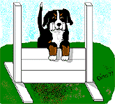 animated-bernese-mountain-dog-image-0098