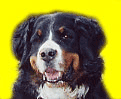 animated-bernese-mountain-dog-image-0130