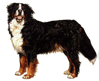 animated-bernese-mountain-dog-image-0175