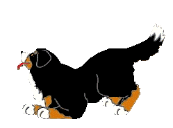 animated-bernese-mountain-dog-image-0177